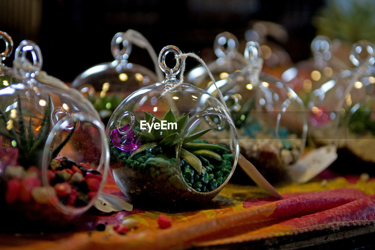 Close-up of houseplants in glass planters on table