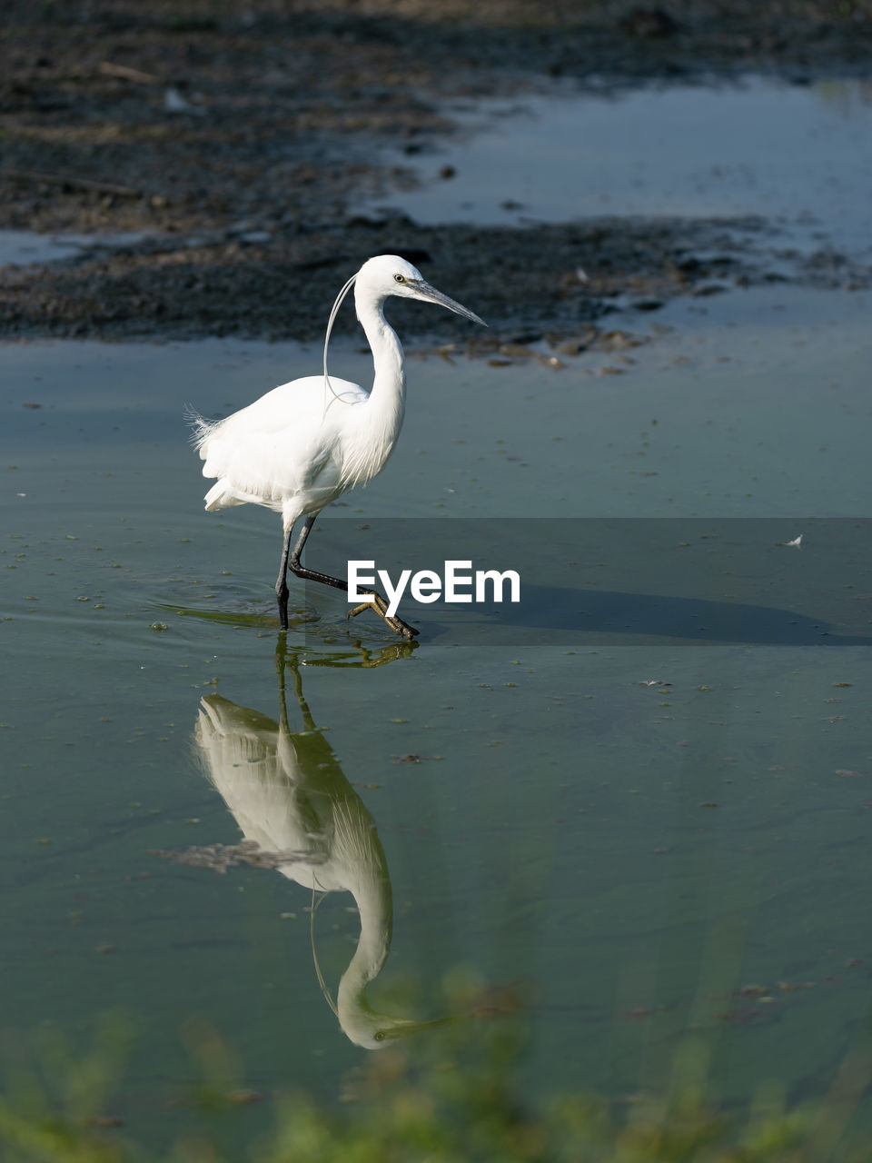 The image of a little egret reflected in the water of a pond early in the morning. vertical image