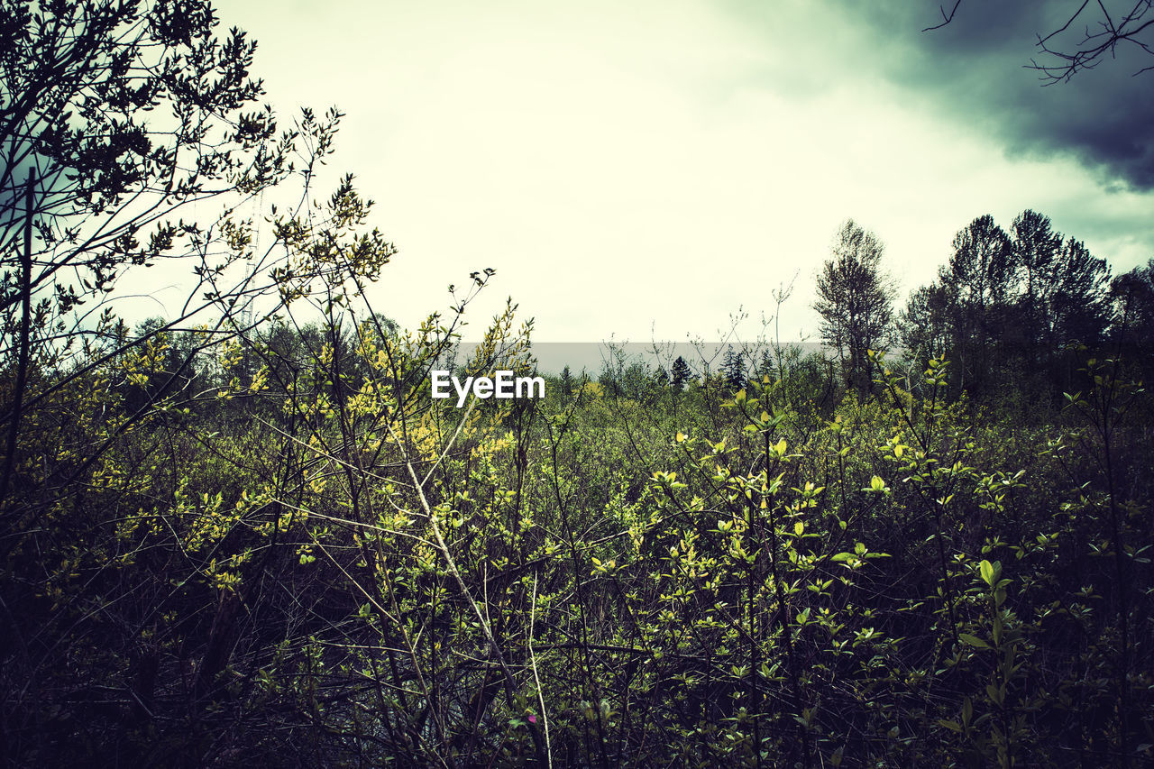 TREES ON FIELD AGAINST CLOUDY SKY