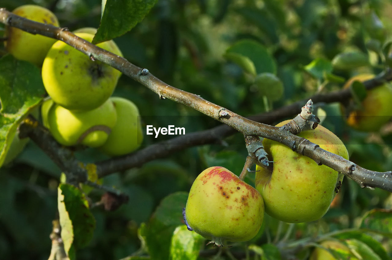 CLOSE-UP OF FRESH FRUITS ON TREE