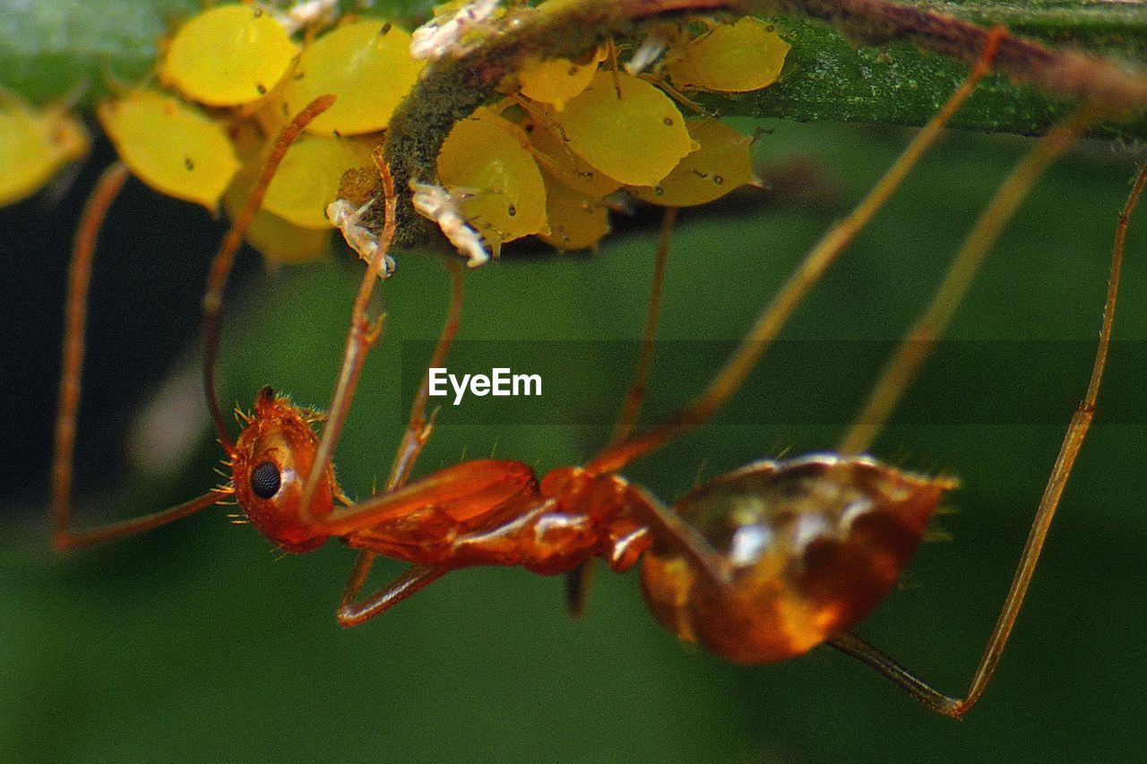 Close-up of ant on leaf