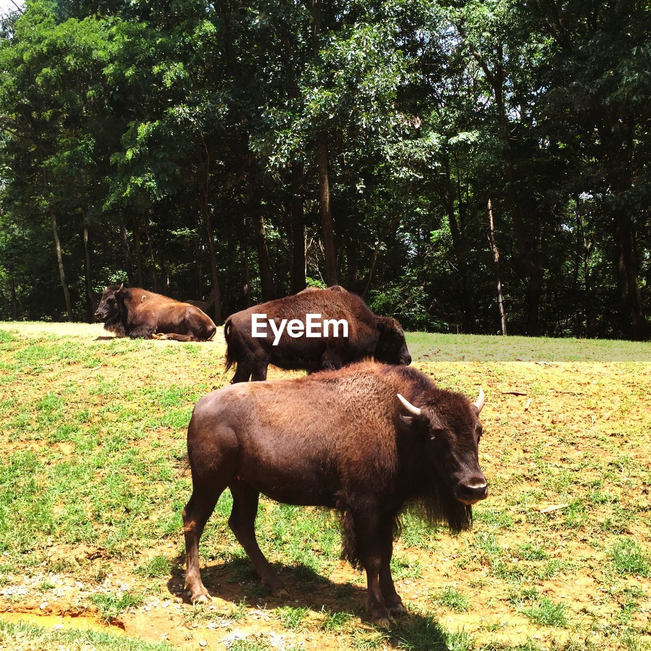 American bison on field at safari park