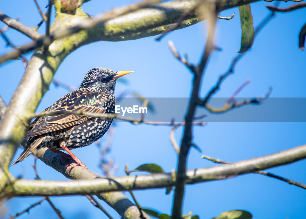 Low angle view of bird perching on branch against blue sky, european starling, sturnus vulgaris