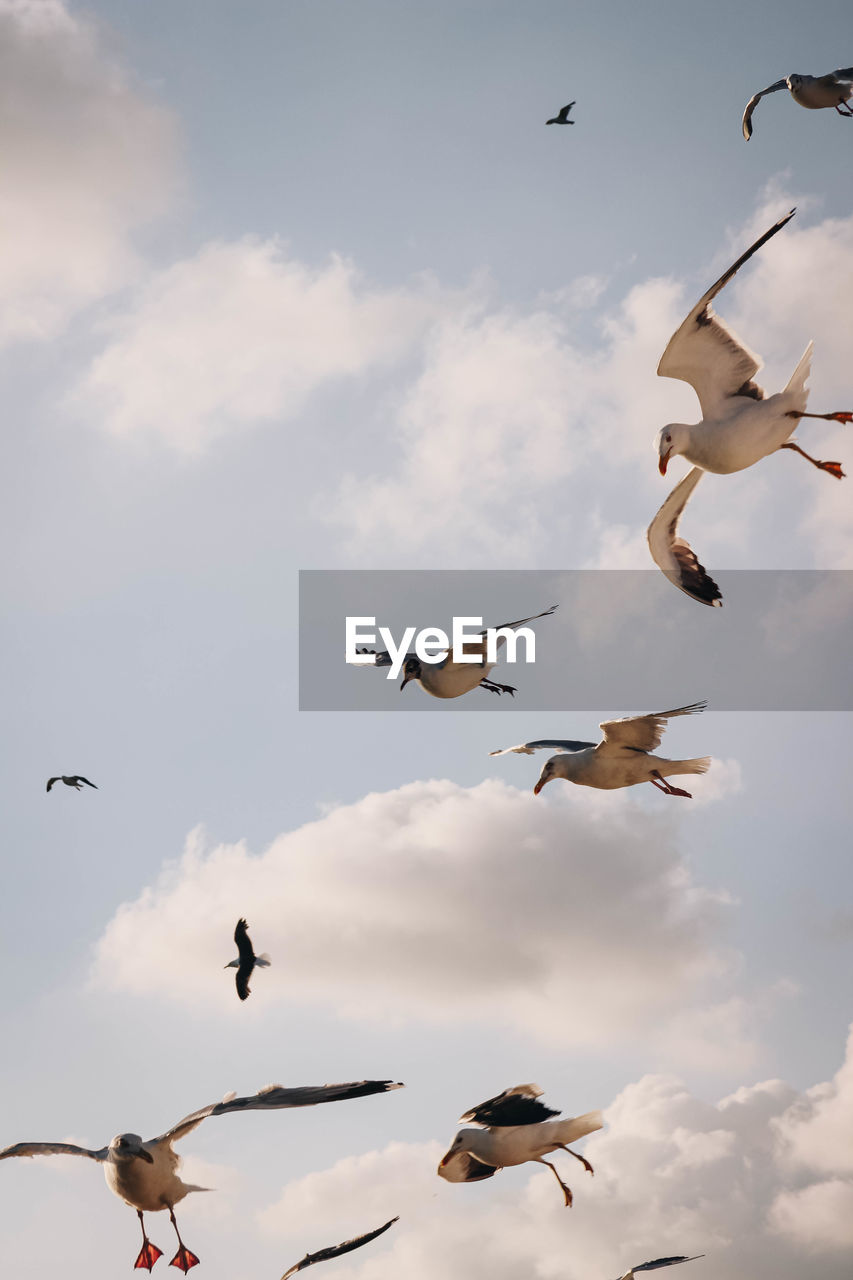 Low angle view of seagulls flying