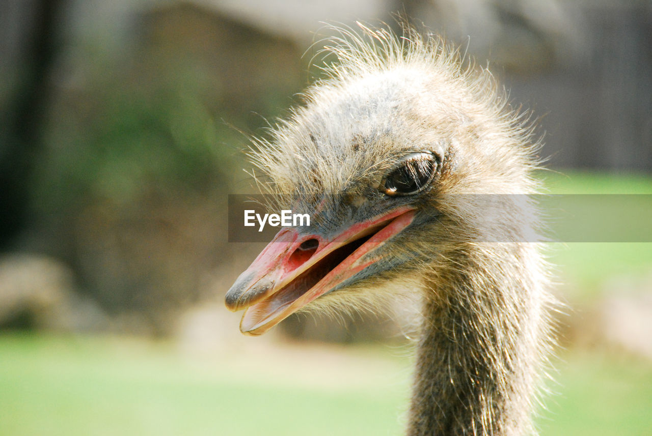 Close-up of a ostrich