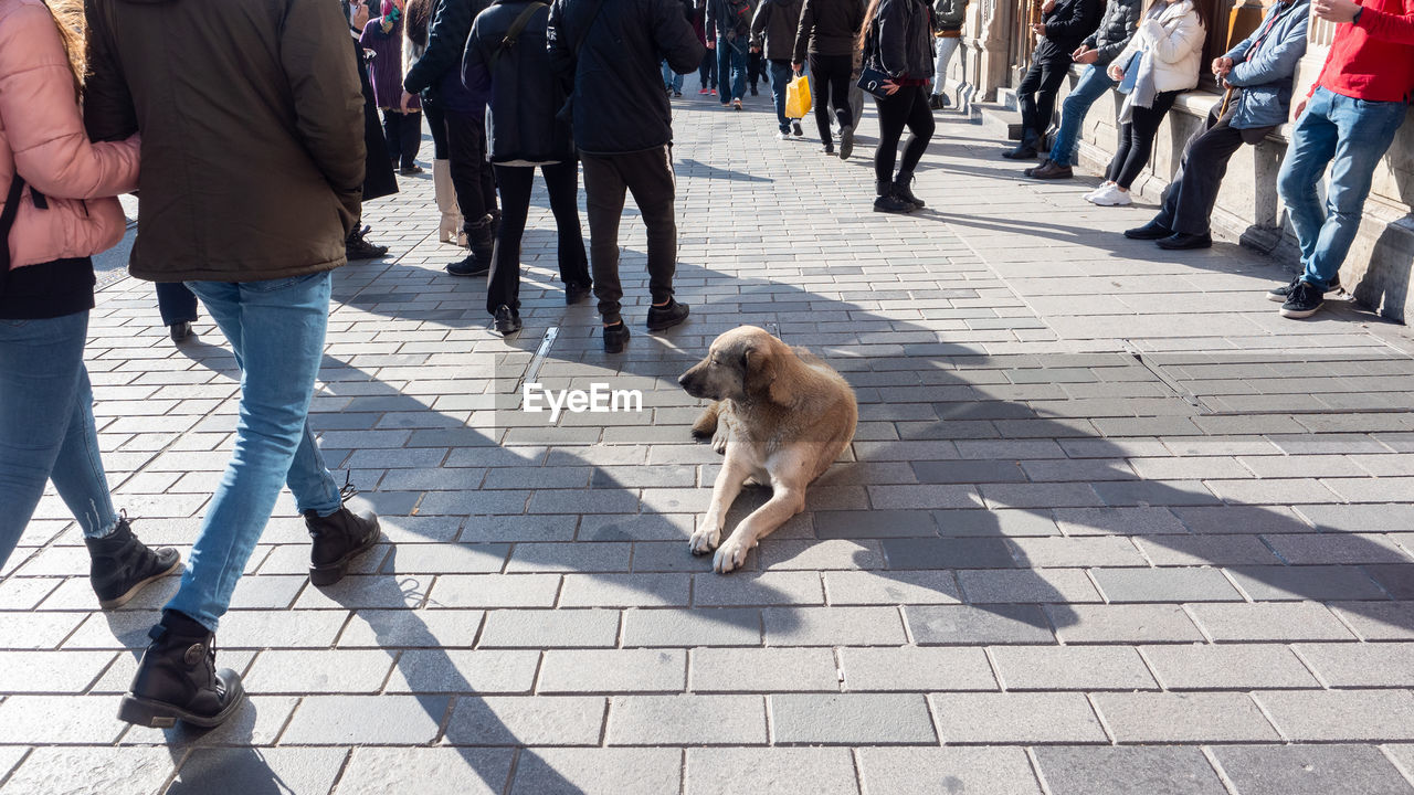 LOW SECTION OF PEOPLE WITH DOG ON STREET