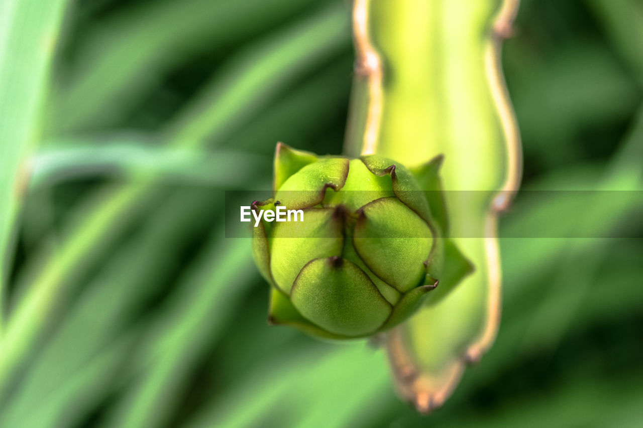 Close-up of fruit on plant