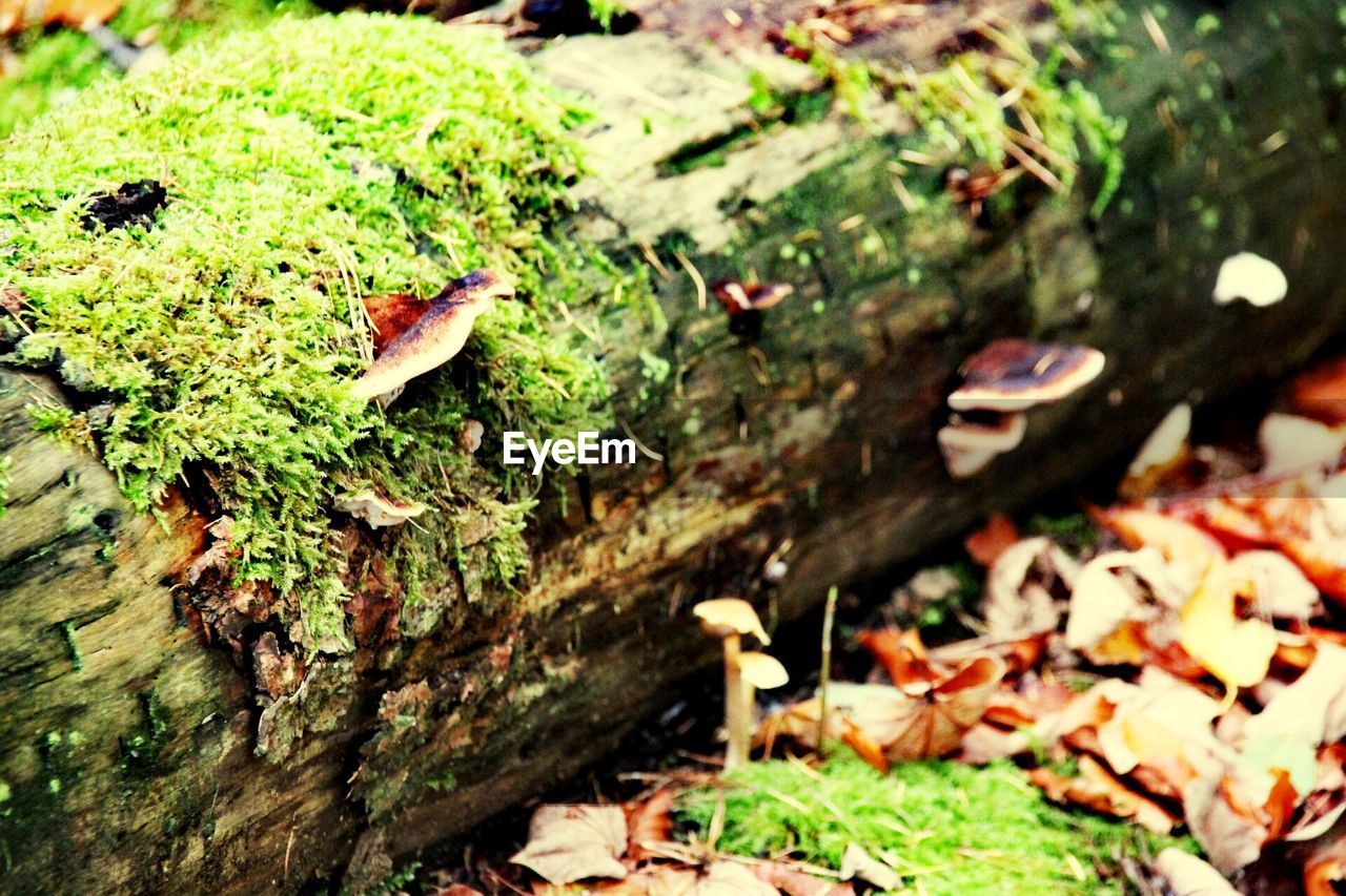 MUSHROOMS ON TREE TRUNK