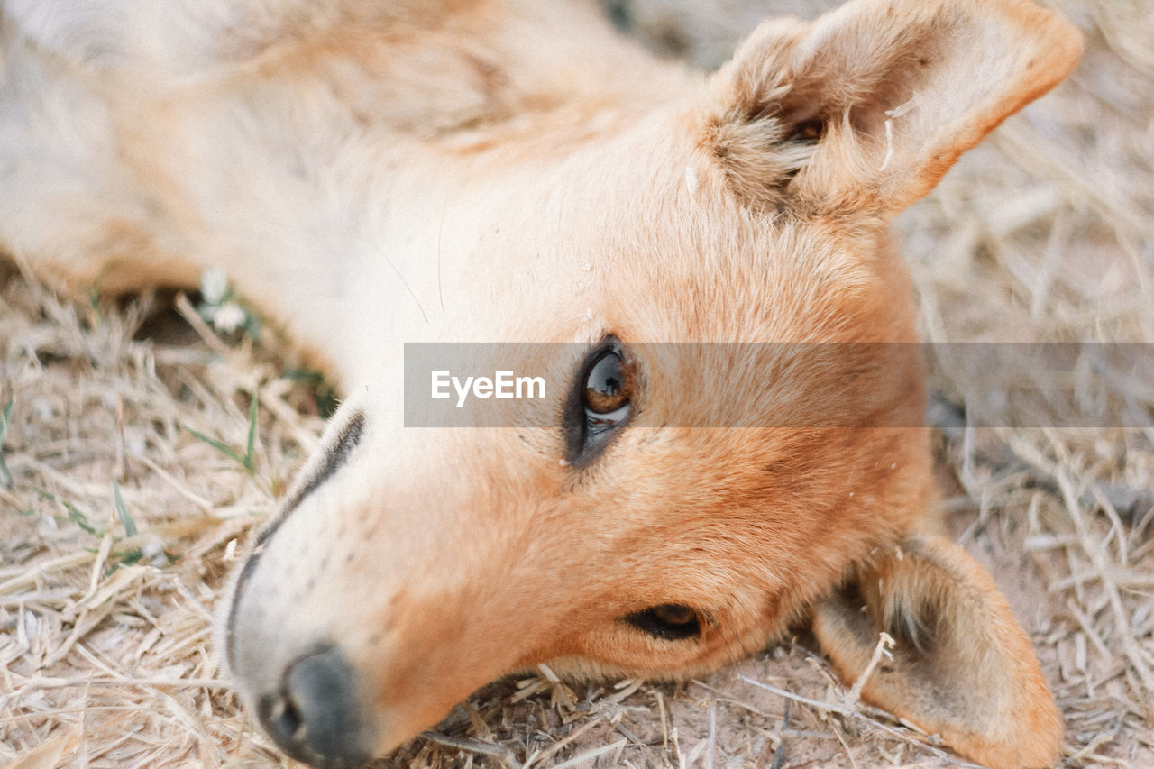 Close-up of a dog on field