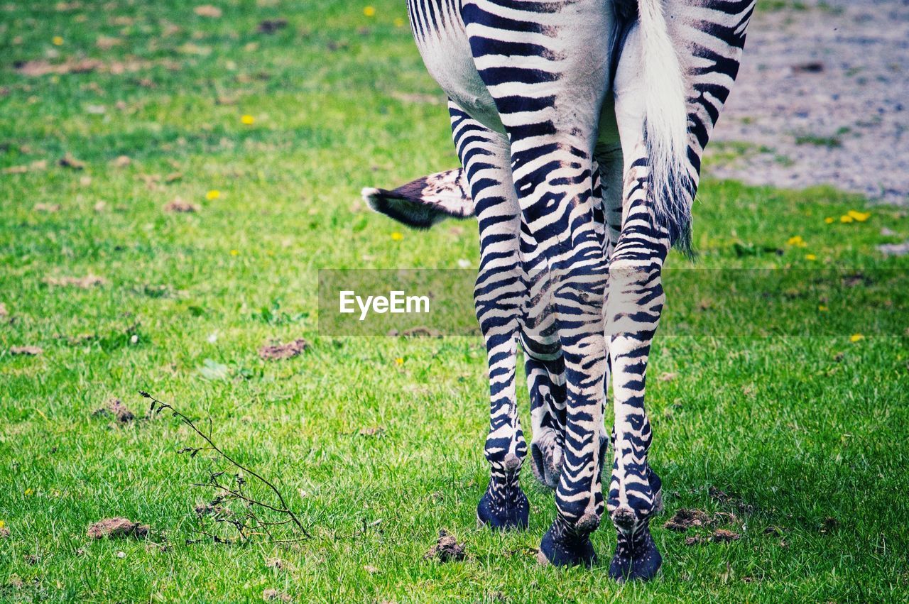 REAR VIEW OF ZEBRA STANDING ON FIELD