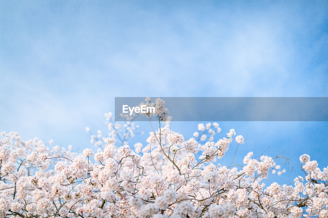 Low angle view of flower tree against blue sky