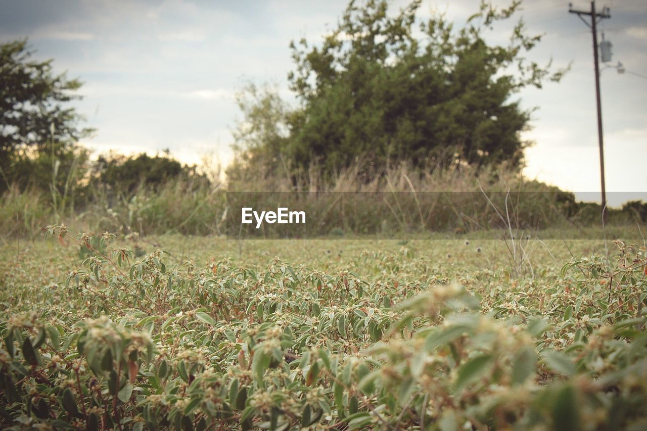 VIEW OF GRASSY FIELD AGAINST SKY