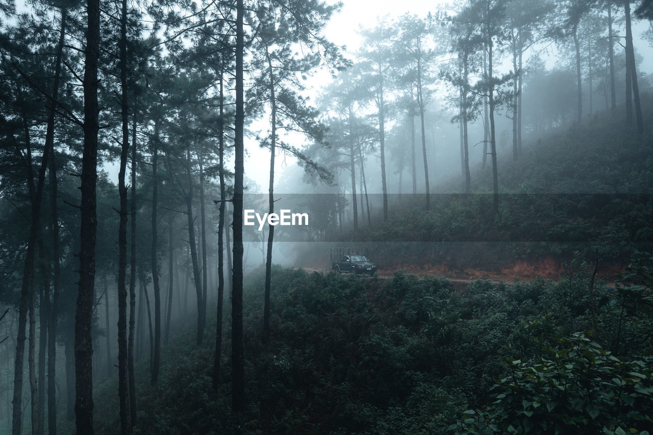 VIEW OF TREES IN FOREST