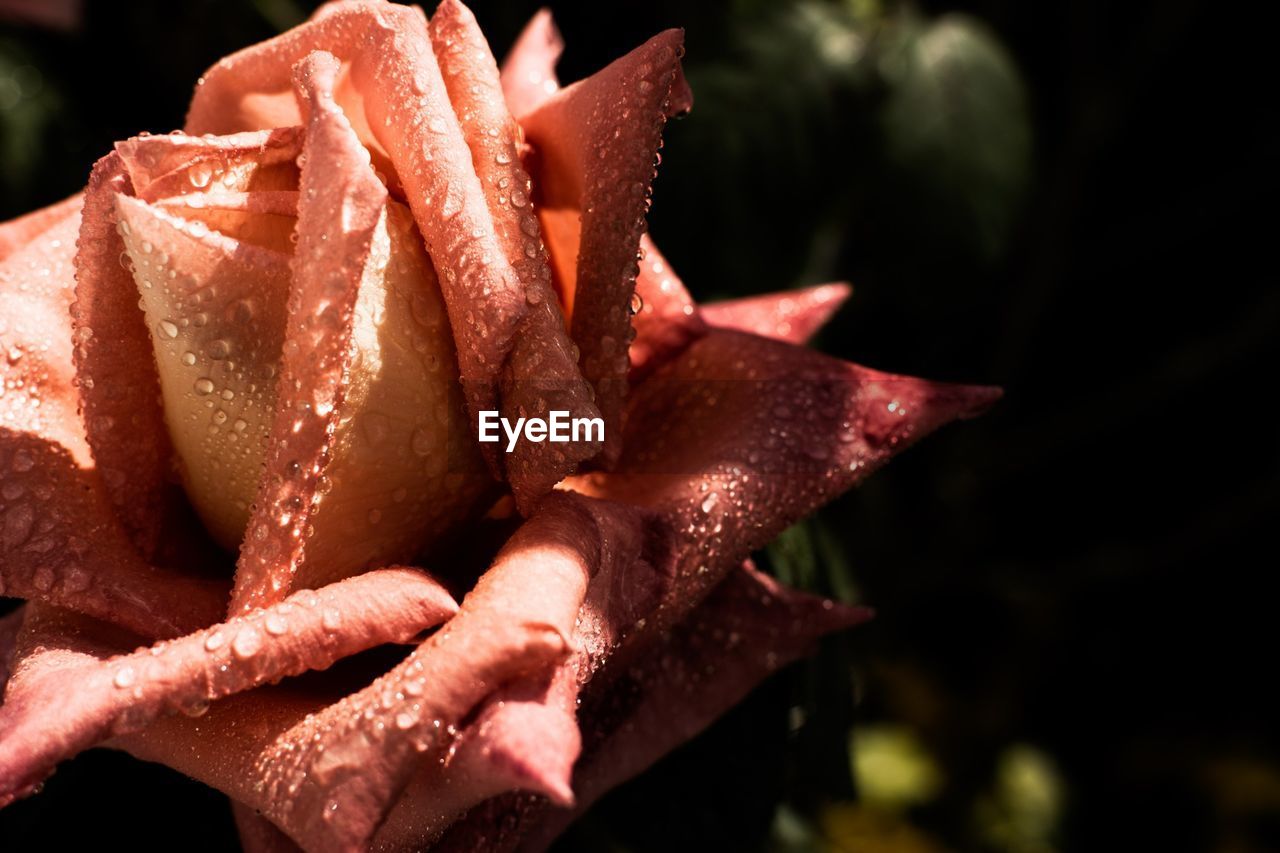 CLOSE-UP OF RED FLOWERS