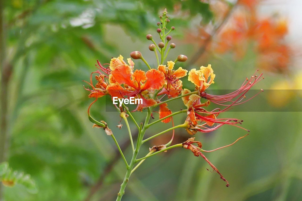 Close-up of plant