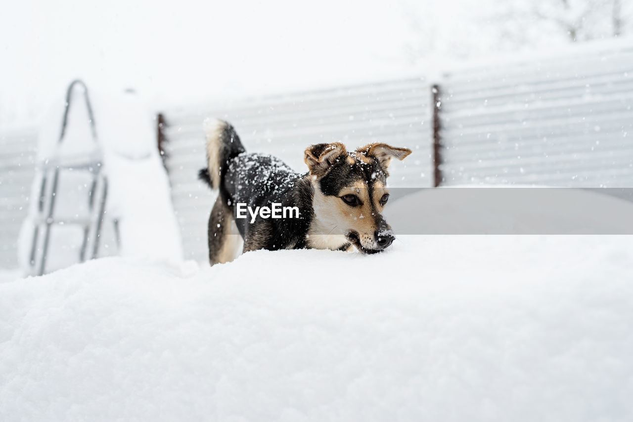 Winter leisure. pet care. adorable mixed breed dog playing in the snow in the backyard