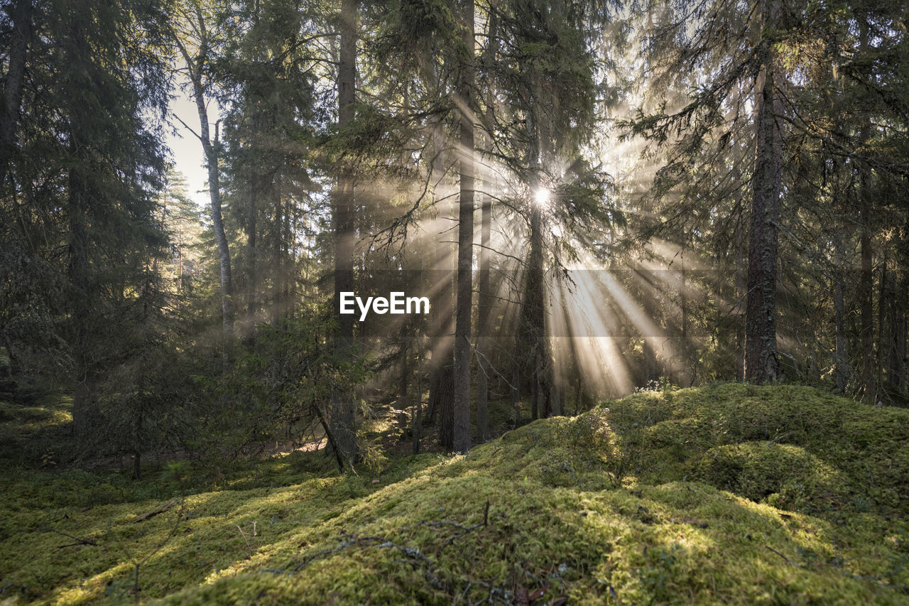 Sunlight falling on pine trees in forest