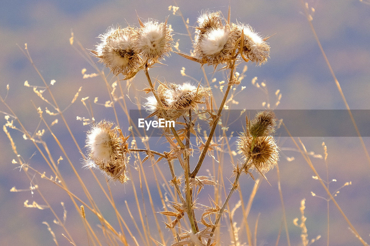 plant, flower, nature, flowering plant, beauty in nature, field, growth, freshness, sky, grass, sunlight, no people, close-up, fragility, prairie, focus on foreground, seed, wildflower, tranquility, outdoors, macro photography, plant stem, day, dandelion, branch, land, frost, environment, softness, inflorescence, landscape, flower head, thistle, back lit, springtime