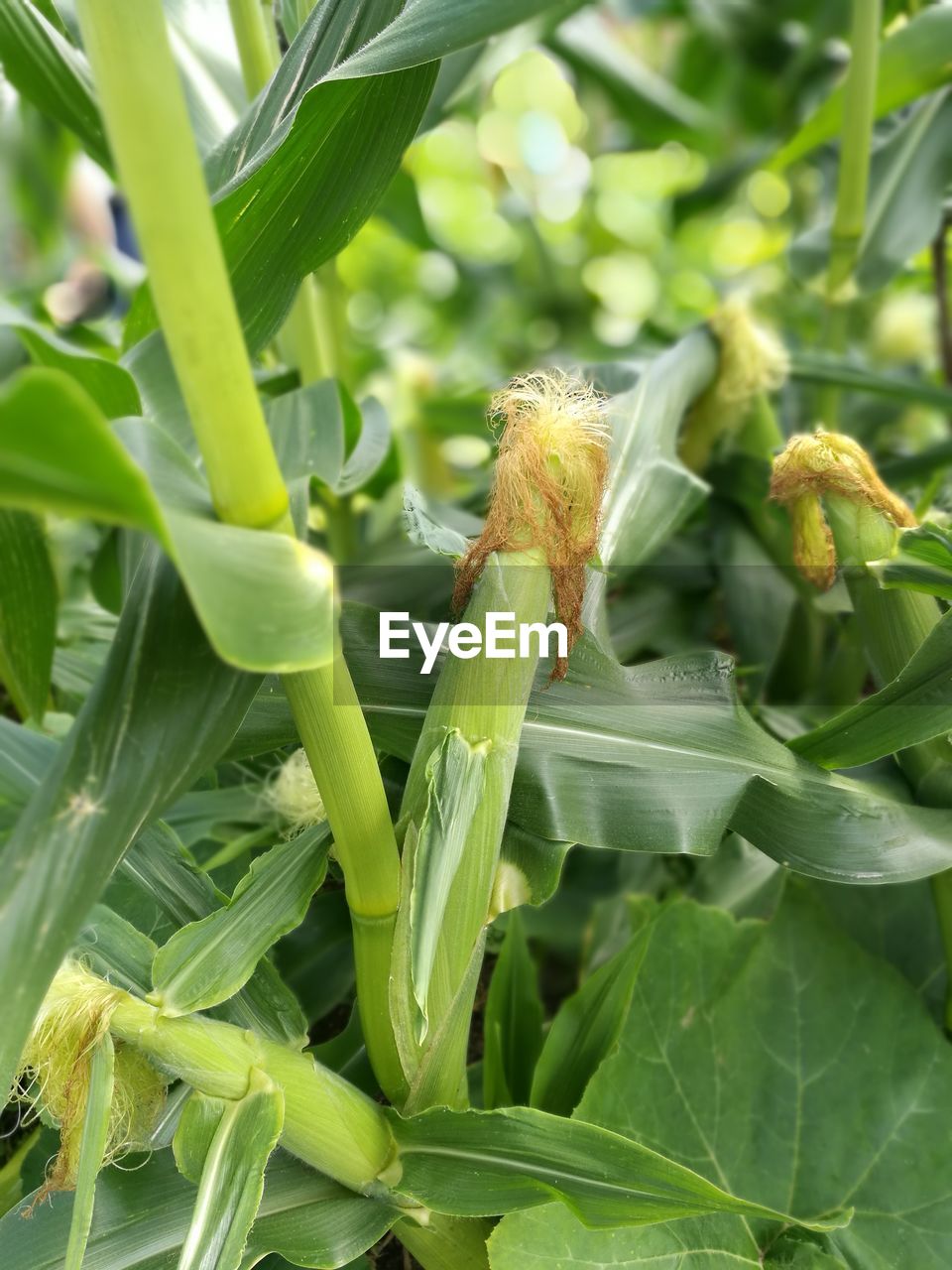 CLOSE-UP OF INSECT ON PLANTS