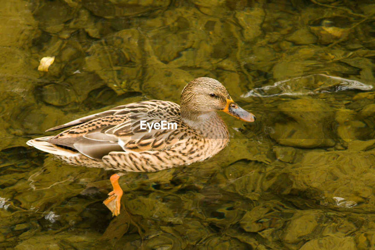 SIDE VIEW OF A DUCK SWIMMING IN LAKE