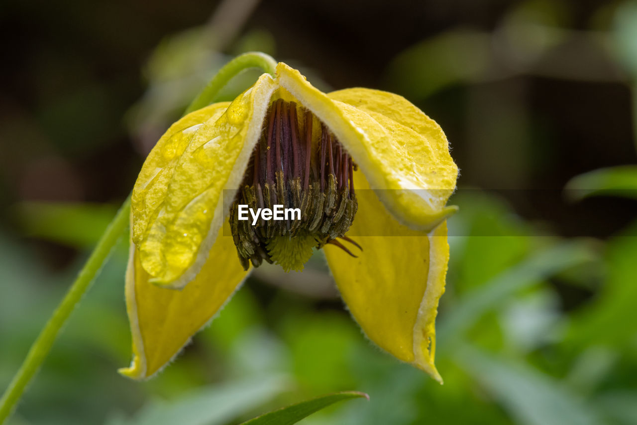 Close up of a yellow downy clematis flower in bloom
