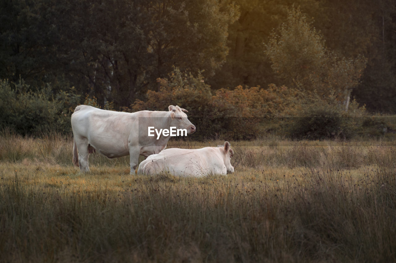 Cows standing in a field