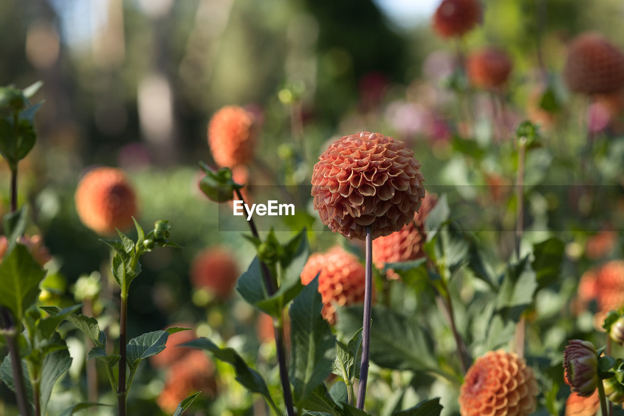 plant, flower, nature, beauty in nature, growth, freshness, food, flowering plant, close-up, food and drink, no people, focus on foreground, fruit, outdoors, plant part, healthy eating, leaf, day, summer, red, wildflower, sunlight, botany, land, vegetable, agriculture, garden, green