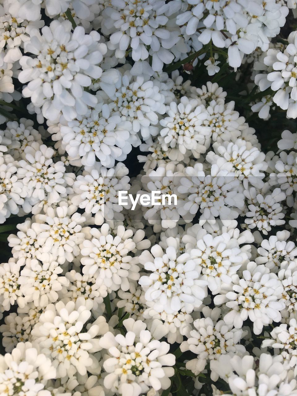 Close-up of white flowering plants