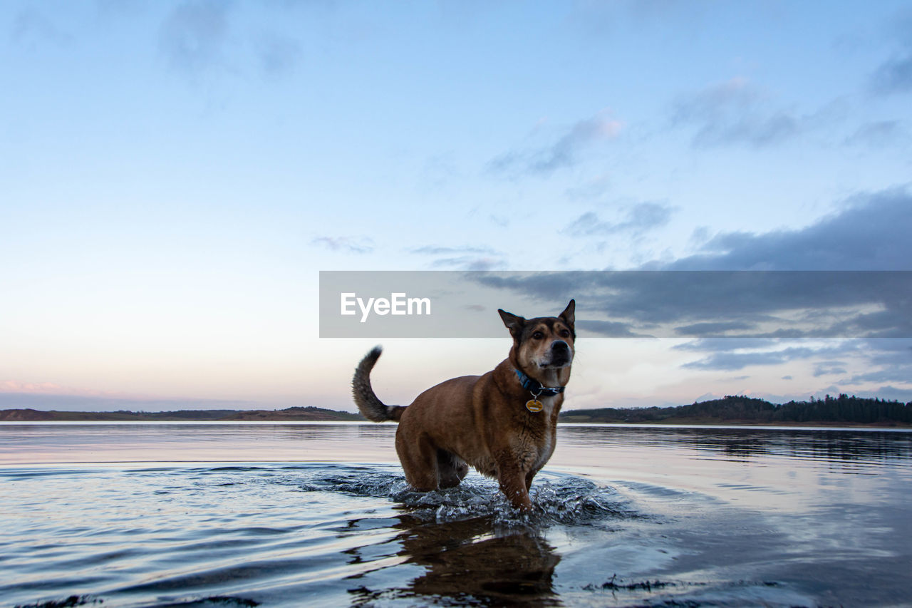 Portrait of dog standing in water against sky