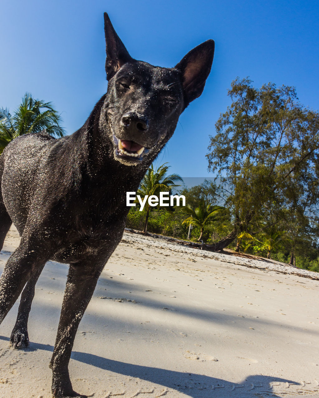 A black dog on a white beach