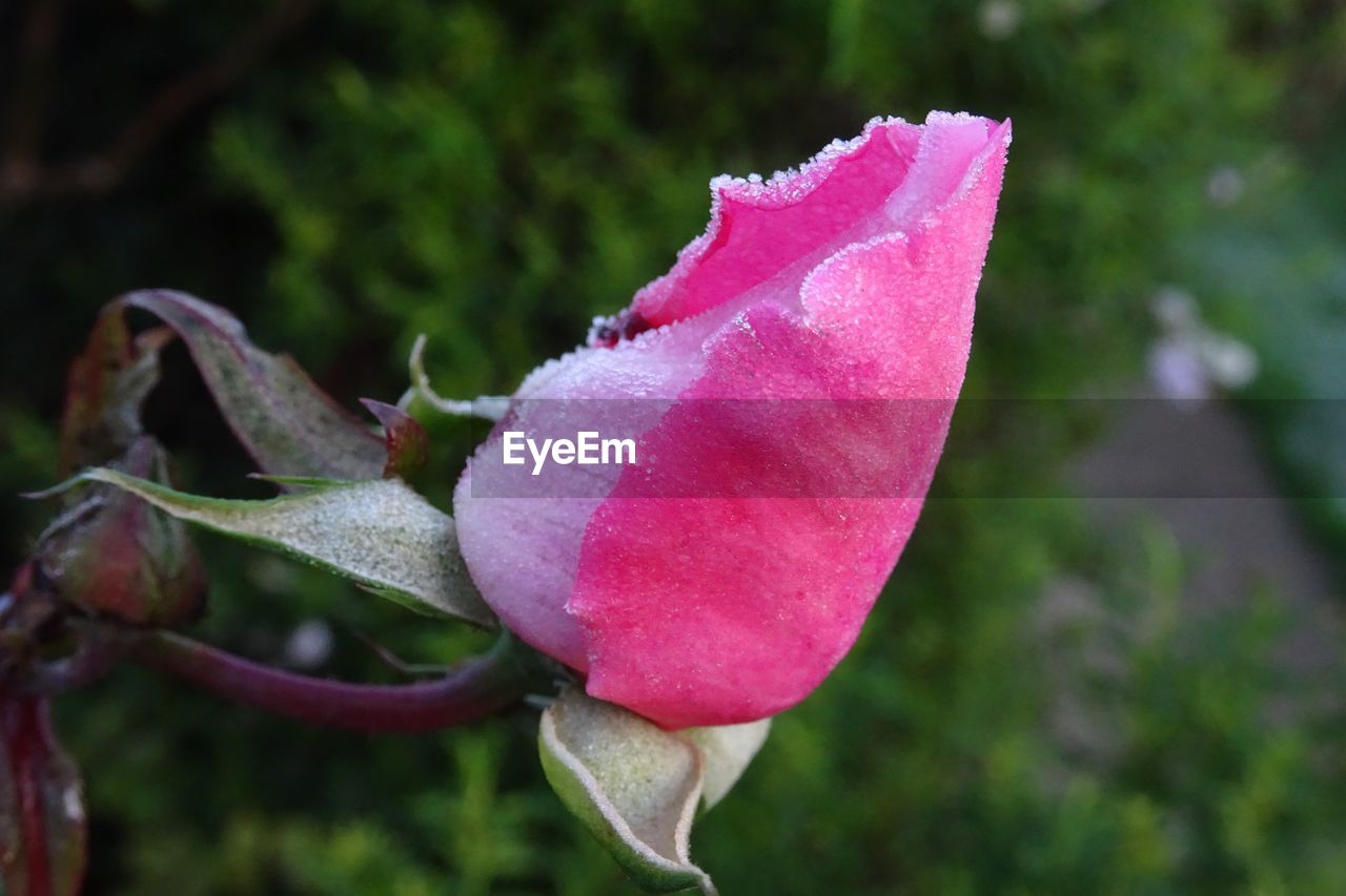 CLOSE-UP OF RED FLOWER BLOOMING