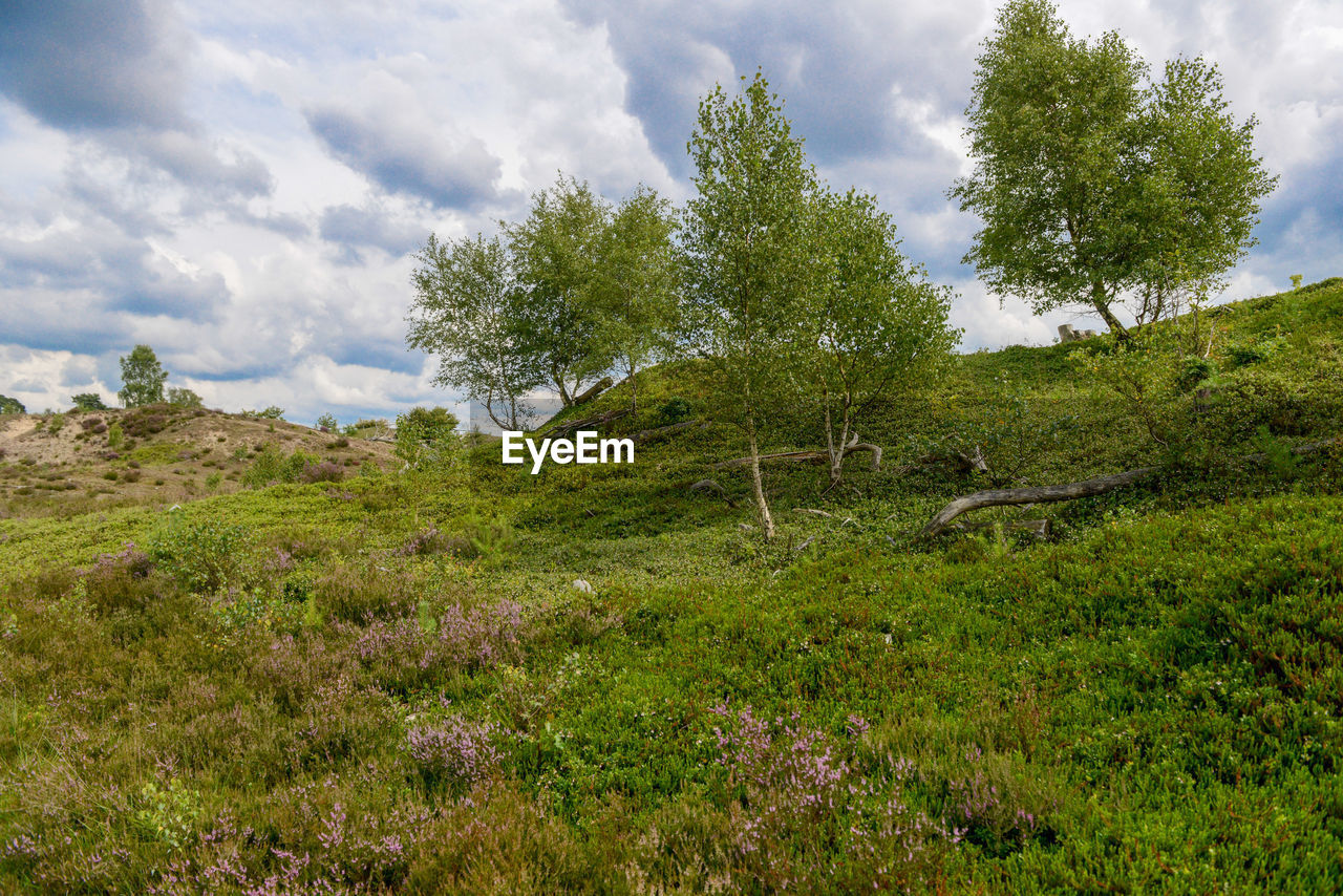 SCENIC VIEW OF GREEN LANDSCAPE