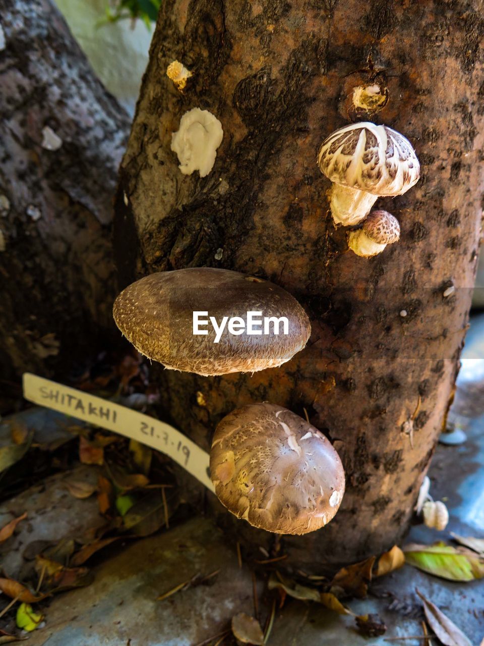 CLOSE-UP OF A MUSHROOMS ON TREE TRUNK