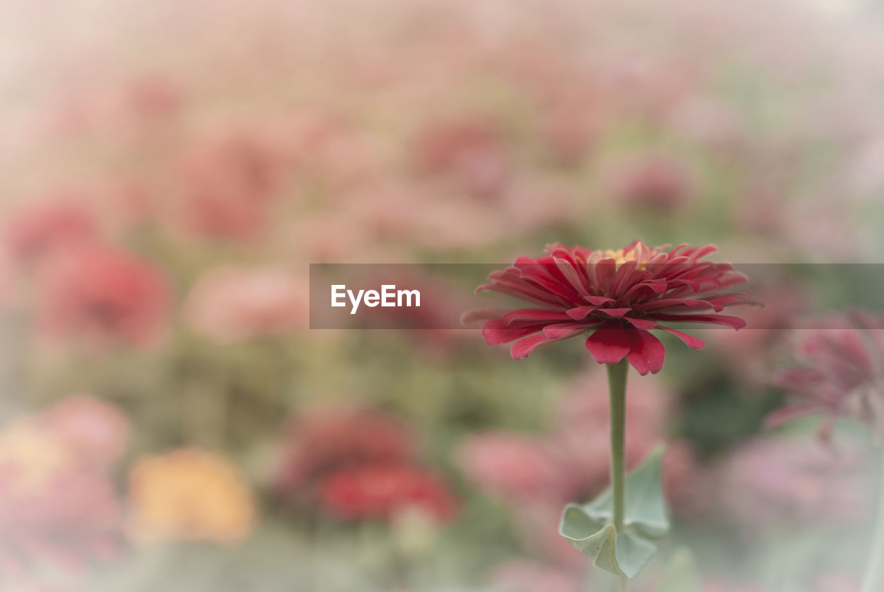 CLOSE-UP OF RED FLOWERING PLANT