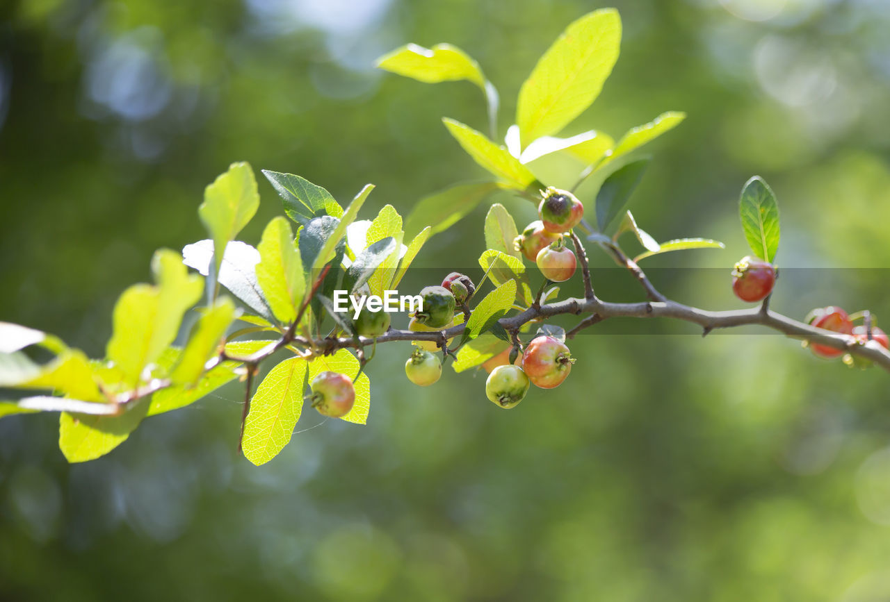 Small red berries growing on a bush in nature