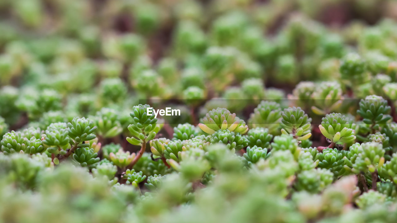 Full frame shot of plants