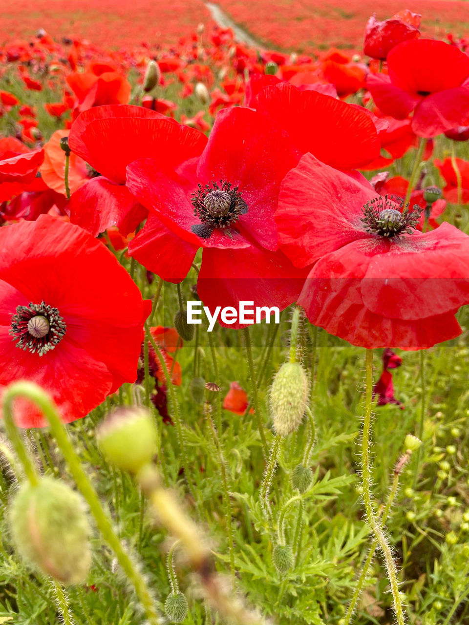 CLOSE-UP OF RED POPPY ON PLANT