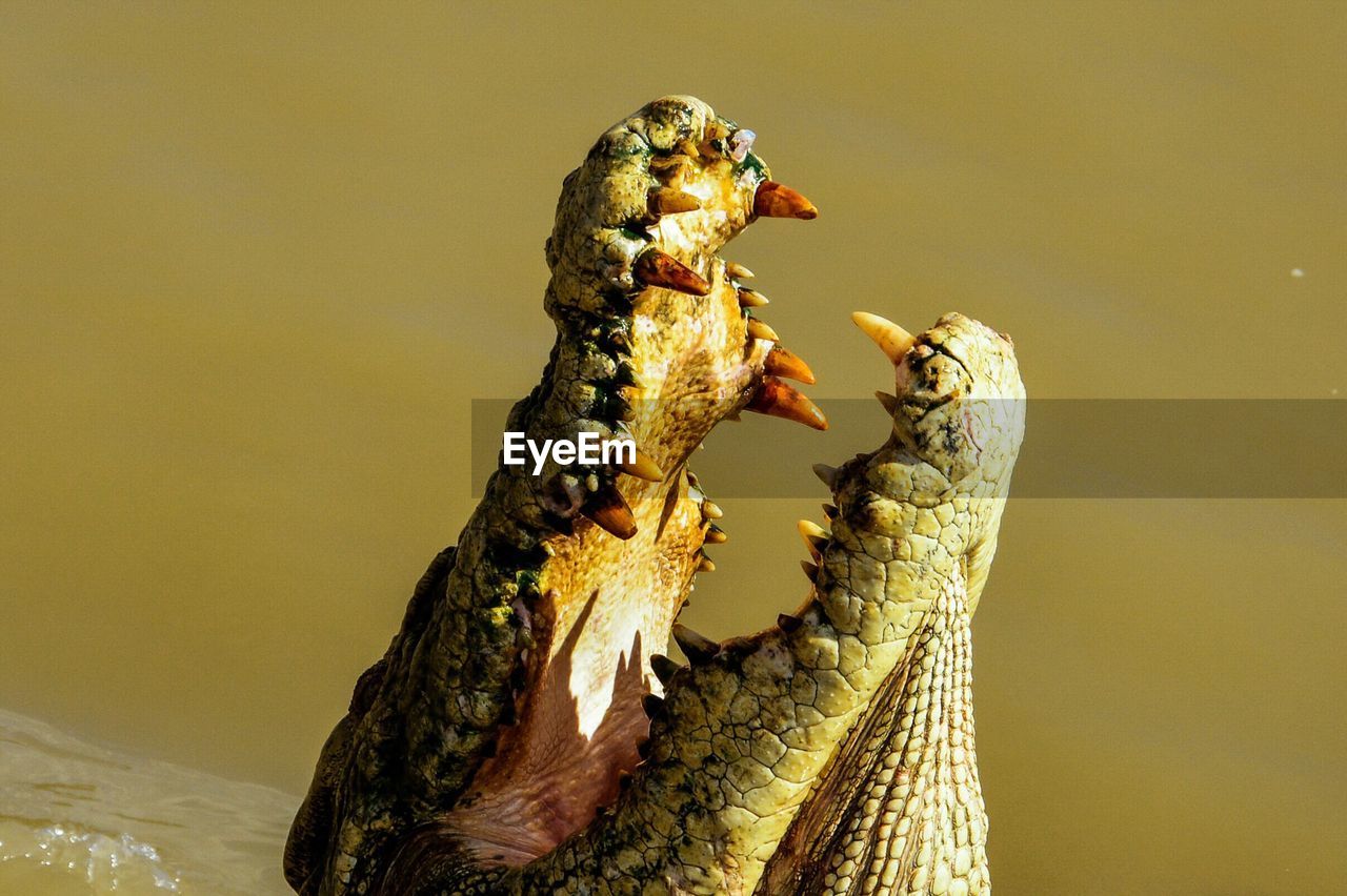 Close-up of an alligator