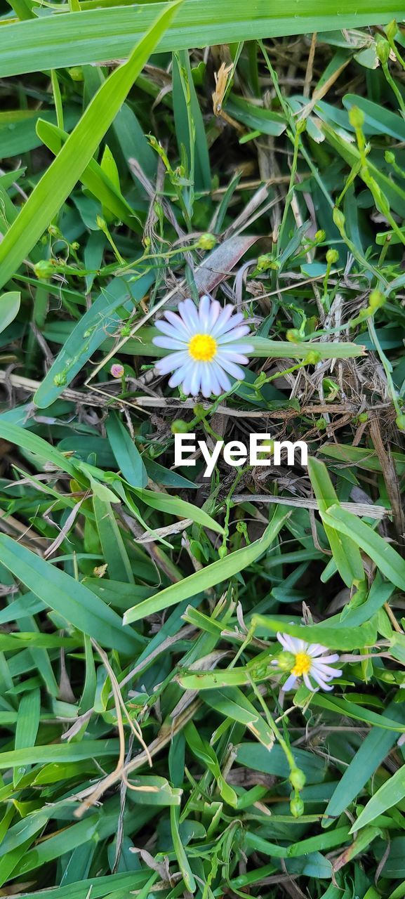 plant, flower, flowering plant, growth, beauty in nature, grass, freshness, green, fragility, nature, petal, flower head, leaf, plant part, field, inflorescence, close-up, land, lawn, day, high angle view, no people, meadow, wildflower, outdoors, botany, springtime