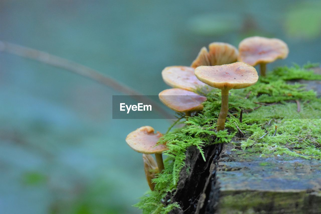 Close-up of mushroom growing on plant