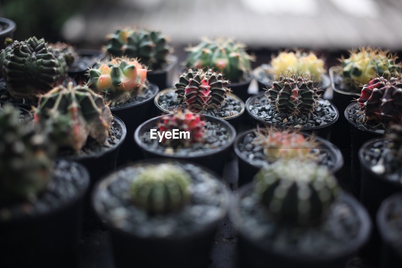 Close-up of cactus growing on potted plant