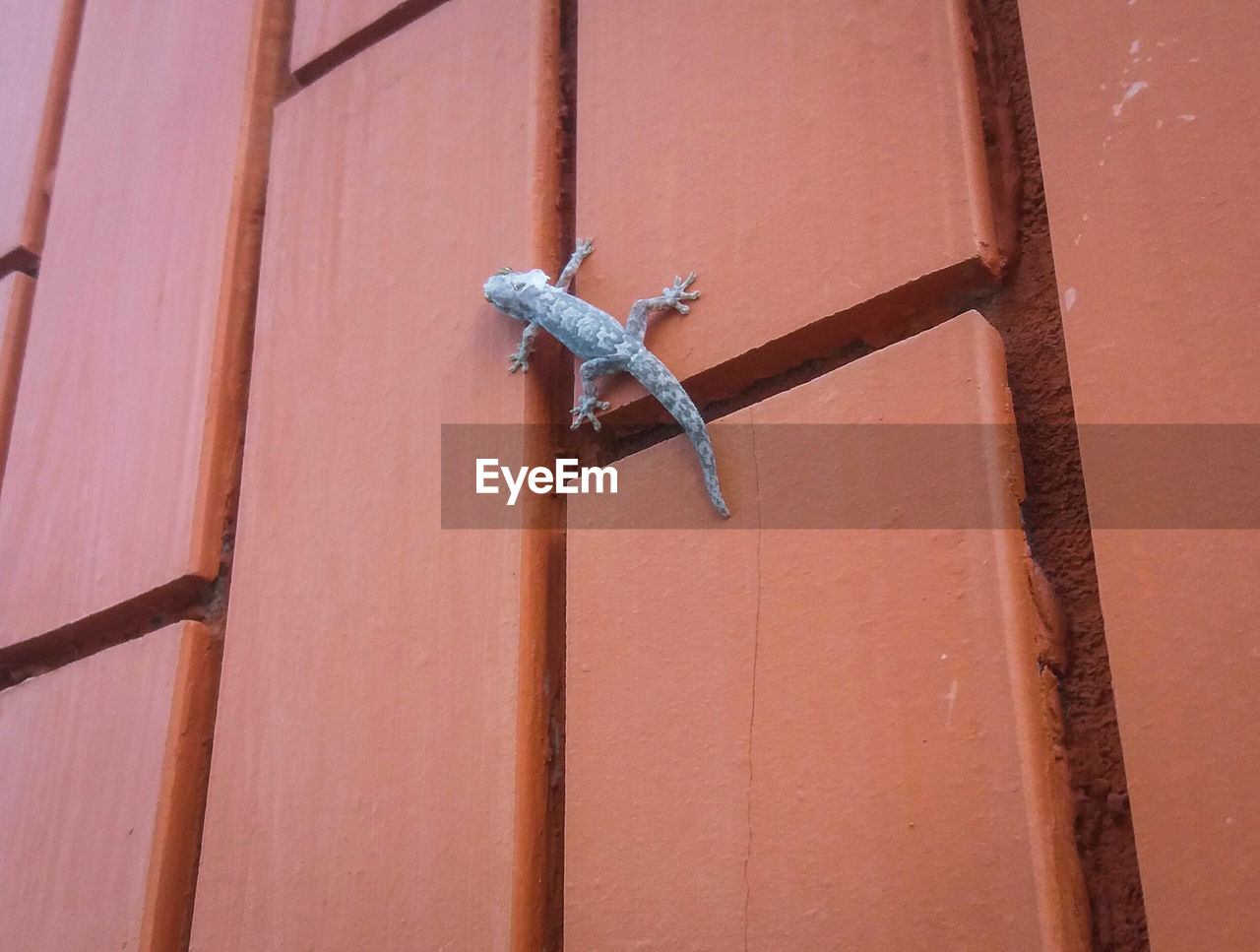 LOW ANGLE VIEW OF LIZARD ON RED WALL