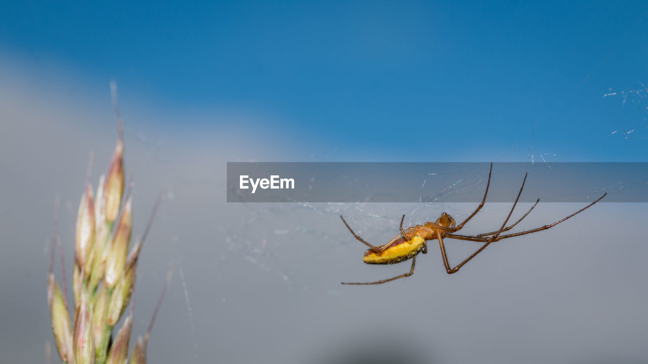 CLOSE-UP OF SPIDER ON WEB OUTDOORS