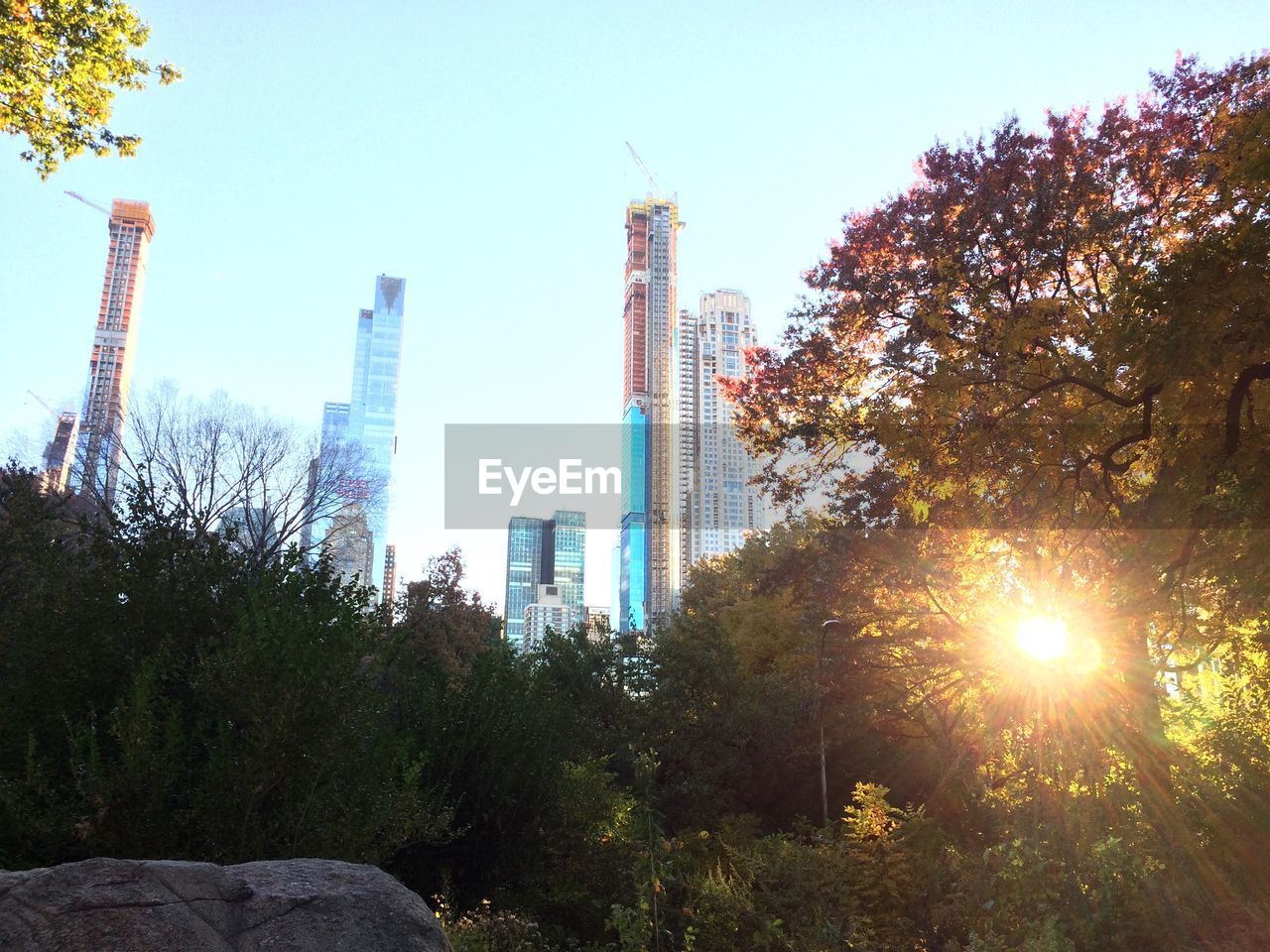 Trees and modern buildings against sky