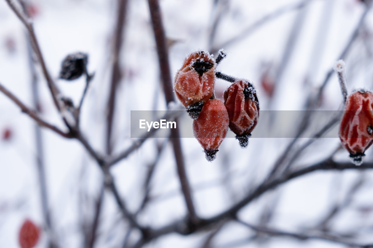 CLOSE-UP OF FROZEN BERRIES ON BRANCH