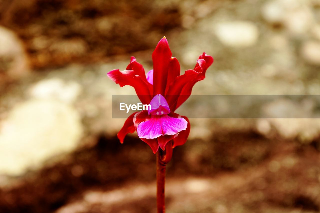 Close up of flower