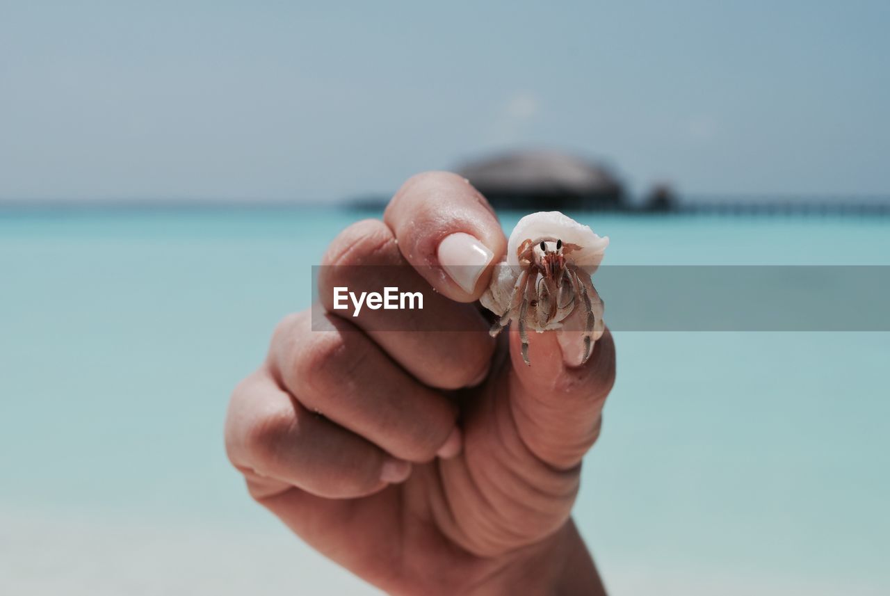 Cropped image of hand holding hermit crab at beach against sky
