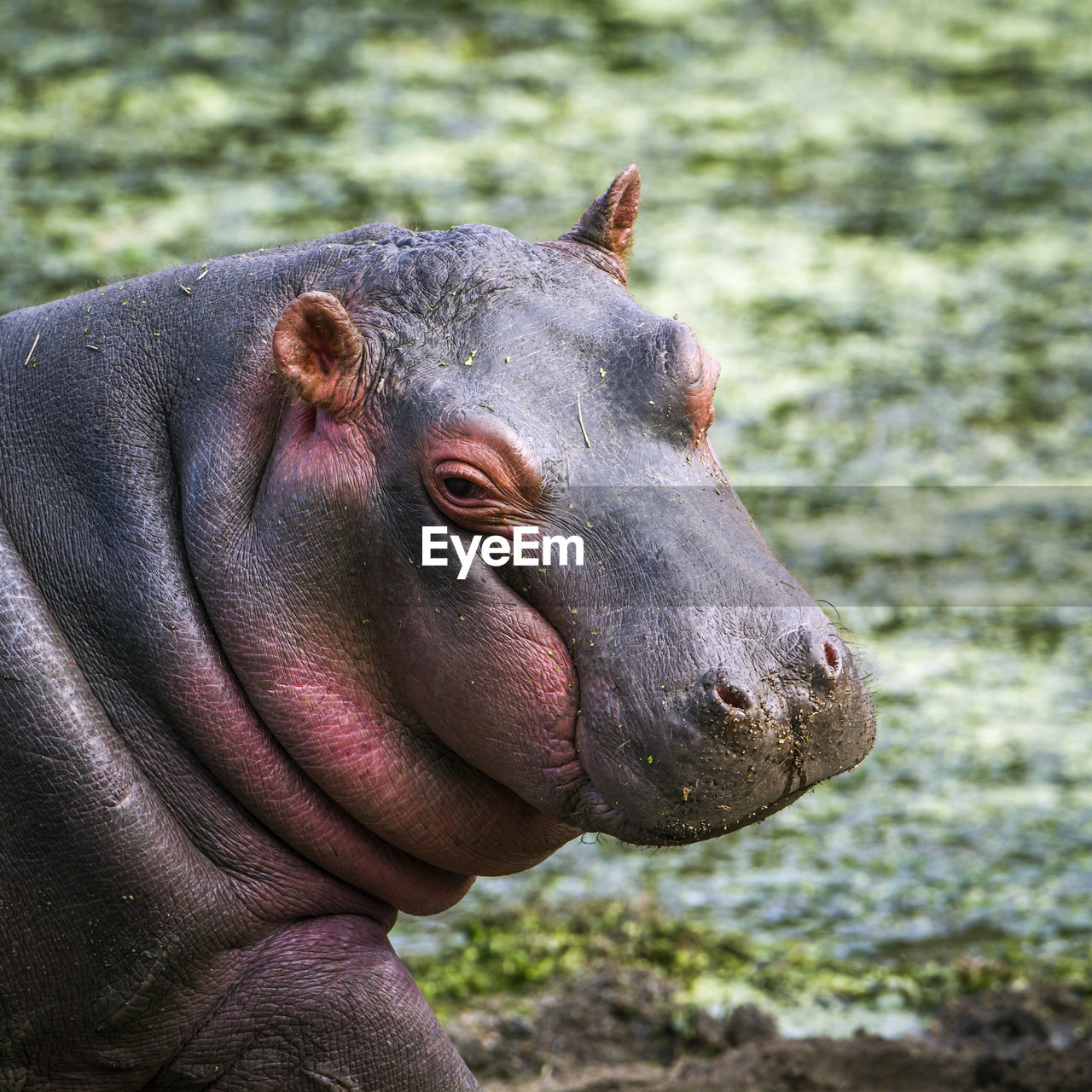 Close-up of hippopotamus