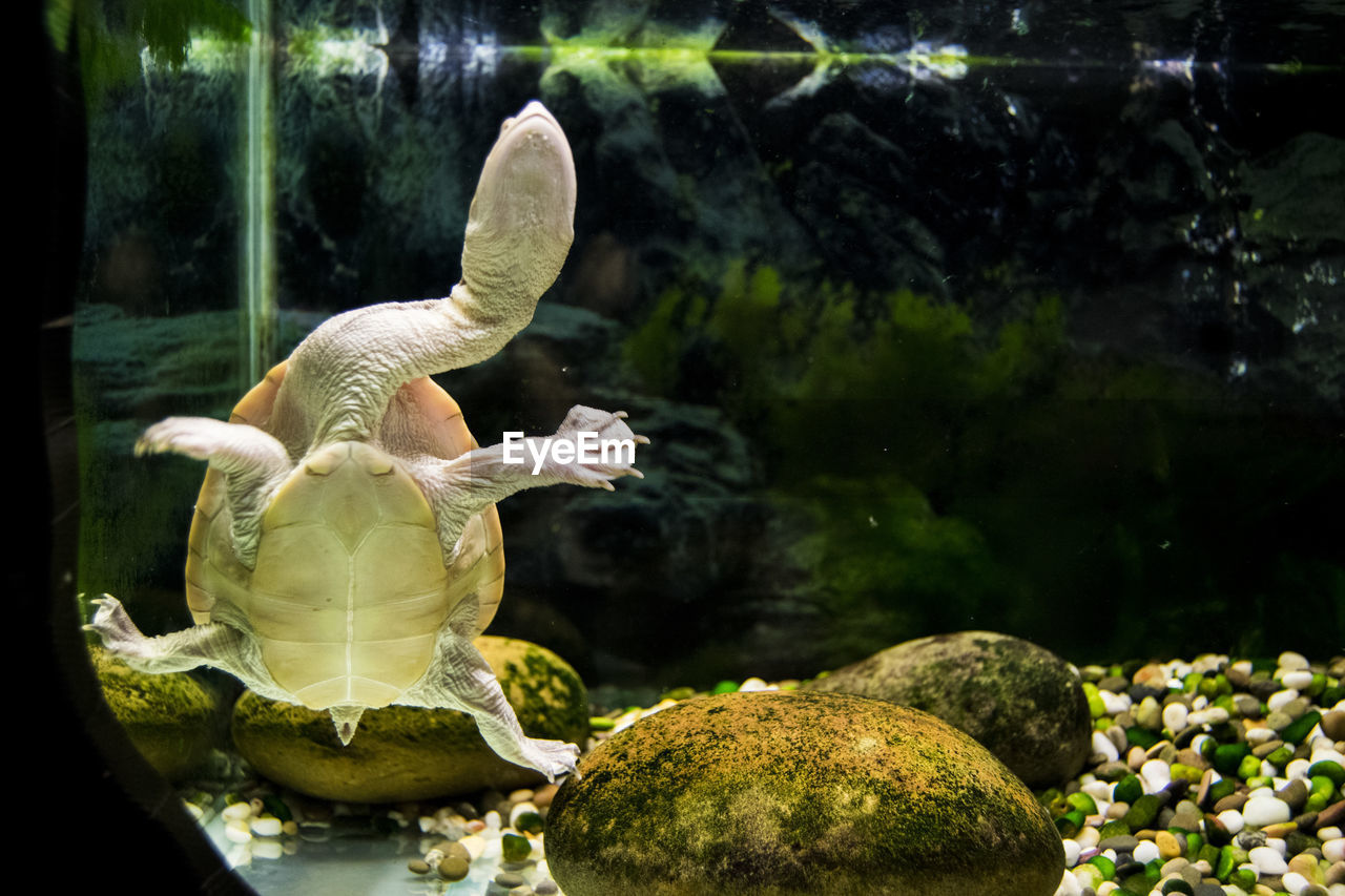 Close-up of turtle swimming in aquarium