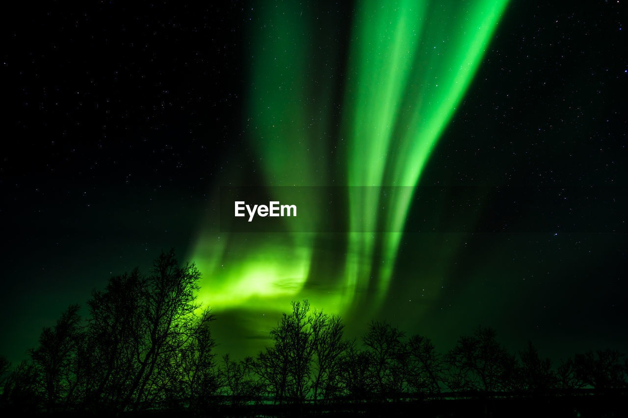 Low angle view of trees against sky at night
